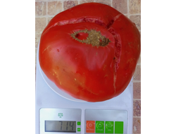 Томат Купец молодец