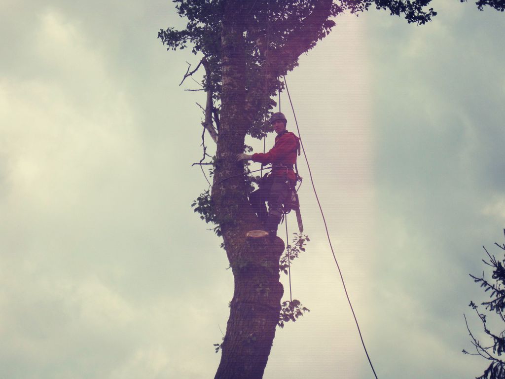 Вырубка и  обрезка тополей