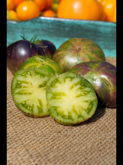 Томат Dwarf Rebella (Гном Ребелла), 10 шт