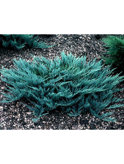 Можжевельник горизонтальный "Блю чип" 20-40