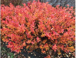 Кустарник декоративно-лиственный