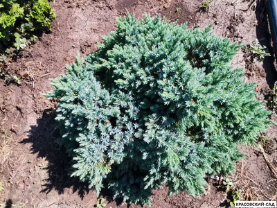 Можжевельник Блю Стар - Blue Star