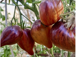 Томат Сладкая карамель Софии