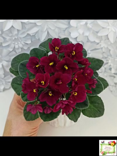 Jolly Mars (H.Pittman), #9718 (01/15/2007)