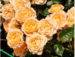 Эмбер куин (Amber Queen), Harkness