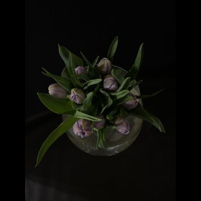 Тюльпаны 9 шт