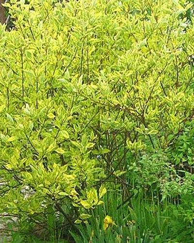 Дерен белый Spaethii