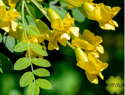 АКАЦИЯ ЖЕЛТАЯ (КАРАГАНА)