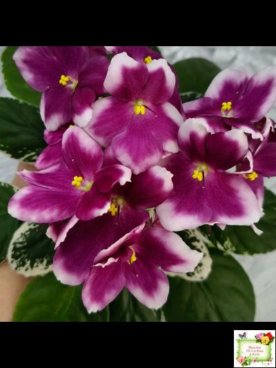 KZ-Источник Вдохновения (И. Заикина) 2023 г. (стартер сорт)