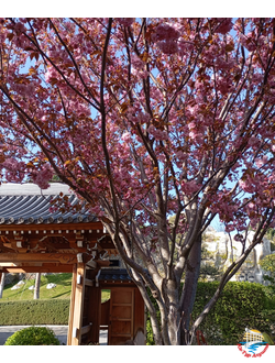 Весенняя романтика Крыма (комфорт)