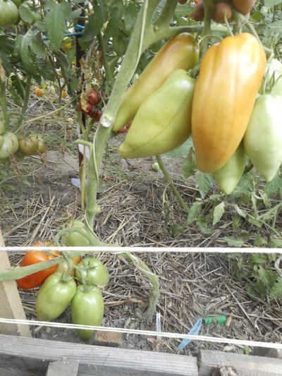 Томат Сибирский казак