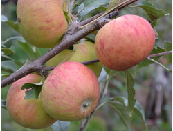 Медуница (яблоня)