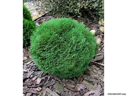 Туя Тини Тим - Tiny Tim