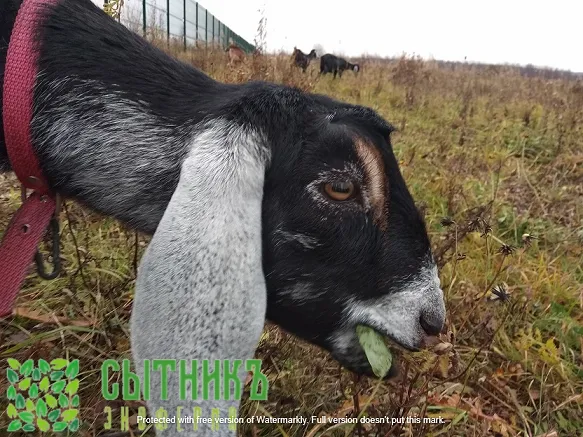 Документы ADGA для нубийских коз