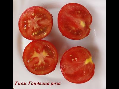 Томат Гондвана роза (Dwarf Gondwana Rose)