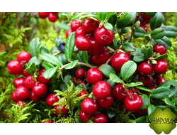 Клюква, Княженика