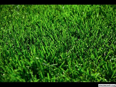 Рулонный газон Пикник-дачный