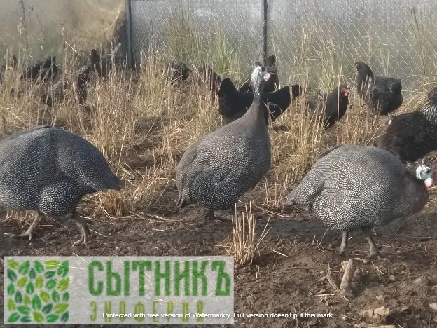 Зерновой откорм цесарок на ферме