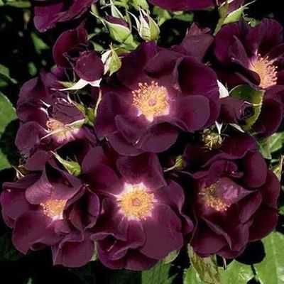 Найт оул(Night Owl)