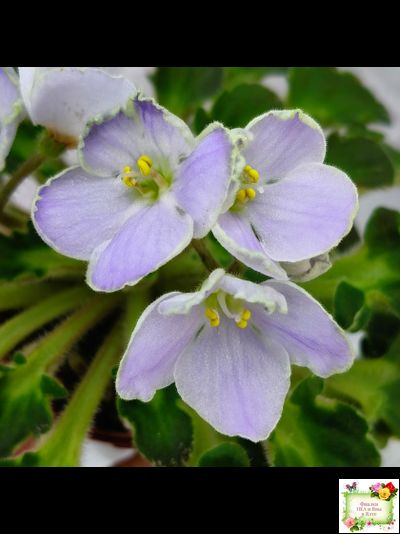 Vi-Лесная Нимфа (И.Виблая) 2021 г. (гёрл-листья)