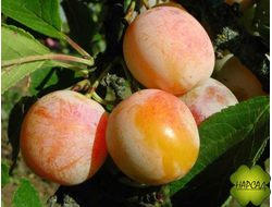 Слива "Яхонтовая" (средне-поздняя, крупная, частично самоплодная) (саженец 2 года)