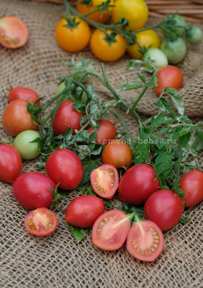 Томат Морозный водопад - Шимофури (Shimofuri), 10 шт