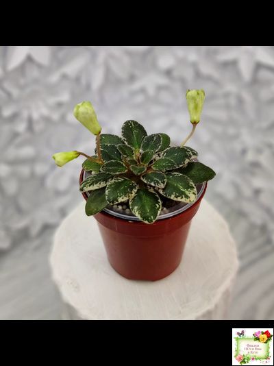 Н-Капелька (Н. Бердникова)