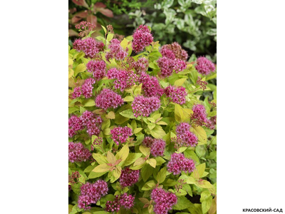 Спирея японская Голден Принцесс