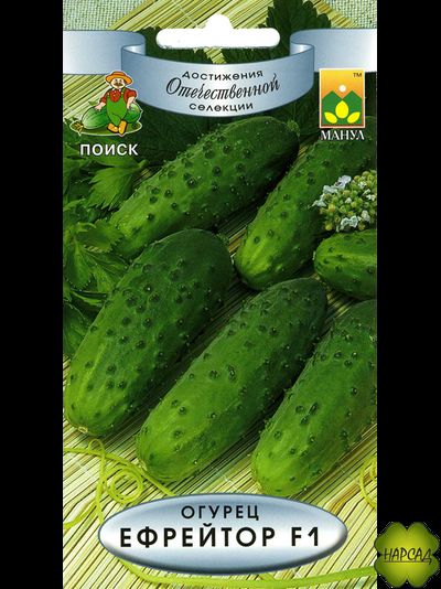 ОГУРЕЦ "ЕФРЕЙТОР F1" (не требует опыления, ВКУСНЫЙ САЛАТНЫЙ)