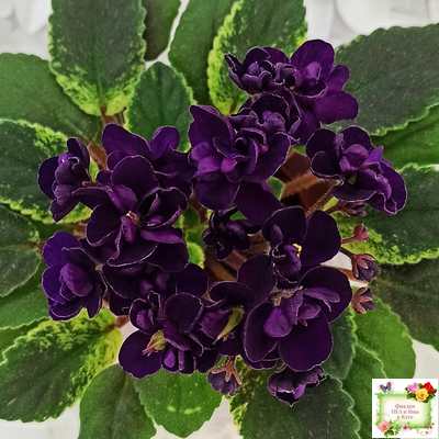 ЛЕ-Мия (Е.Лебецкая) 2018 г.