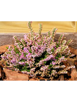 Вереск обыкновенный, микс