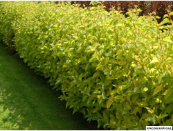 Дерен Ауреа - Aurea