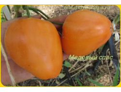 Томат Медовый спас