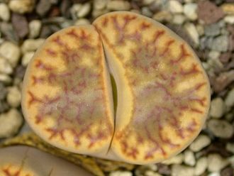 Lithops bromfieldii C279 - 10 семян