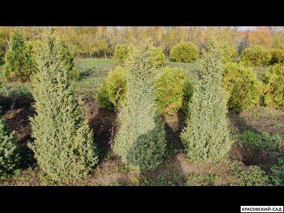 Можжевельник обыкновенный Суэцика