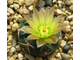 Gymnocalycium uruguayense VG-439 (D=20мм)