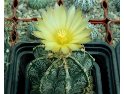 Astrophytum capricorne cv.crassispinoides (1250) - 10 семян