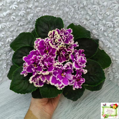 ЕК-Малахитовая Орхидея (Е. Коршунова) 2012 г.