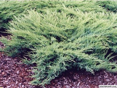 Можжевельник Глаука - Glauca