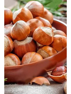 Орешник Первенец