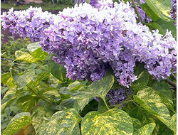 Сирень обыкновенная Аукубафолия, C10