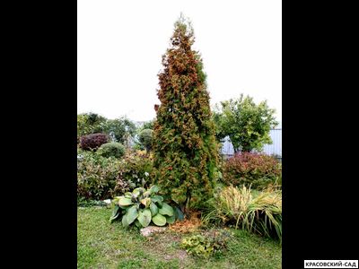 Туя Бробекс Тауэр - Brobeck's Tower