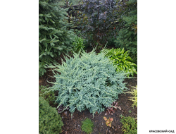 Можжевельник чешуйчатый Блю Карпет куписть с доставкой по Москве в питомнике красовский-сад.рф
