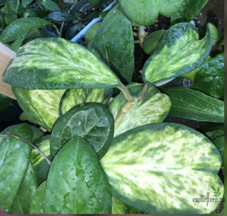 Hoya kerrii variegata 'Chanrit's Choice'