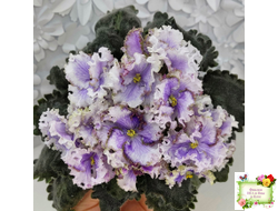 Leo-Древній Львів (Иваницкий)