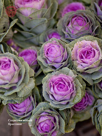 Набор вайнеров и каттеров "Брассика"