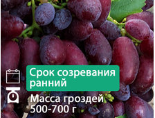 Тип Изюминки