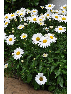 Нивяник крупный (Ромашка)