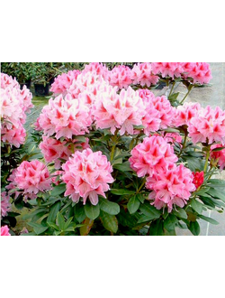 Рододендрон Cosmopolitan