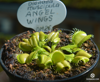 Dionaea muscipula Angel Wings